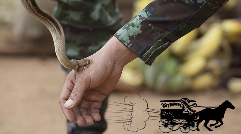 A Royal Thai Army jungle survival expert demonstrates the bite of a non-venomous snake, to members of the 1st Battalion, Royal Australian Regiment, during Exercise Chapel Gold 2018 in Chiang Mai Province, Thailand. Base photo by Corporal Matthew Bickerton (digitally altered by CONTACT).