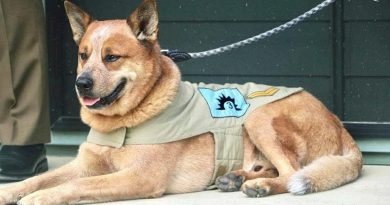 Mascot of the 3rd Combat Service Support Battalion Corporal Toby Tebiass. Photo by Sergeant Gayle Walkom.