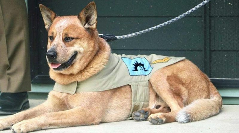 Mascot of the 3rd Combat Service Support Battalion Corporal Toby Tebiass. Photo by Sergeant Gayle Walkom.