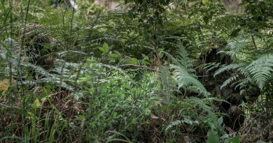 Soldiers from the 8th/9th Battalion, Royal Australian Regiment's Reconnaissance, Snipers and Surveillance Platoon demonstrate the use of camouflage and concealment in the Canungra Field Training Area. Photo by Private Jacob Hilton.