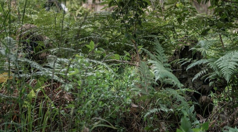 Soldiers from the 8th/9th Battalion, Royal Australian Regiment's Reconnaissance, Snipers and Surveillance Platoon demonstrate the use of camouflage and concealment in the Canungra Field Training Area. Photo by Private Jacob Hilton.