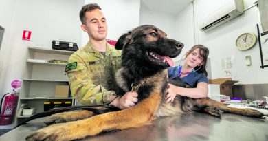 Arin Collins, from Companion Animal Health Centre, checks Military Working Dog Ulf of No. 3 Security Forces Squadron as Handler Aircraftman Ian Kerr comforts Ulf. Story by Flight Lieutenant Rob Cochran and Flight Lieutenant Jessica Alder. Photo by Leading Aircraftman Stewart Gould.