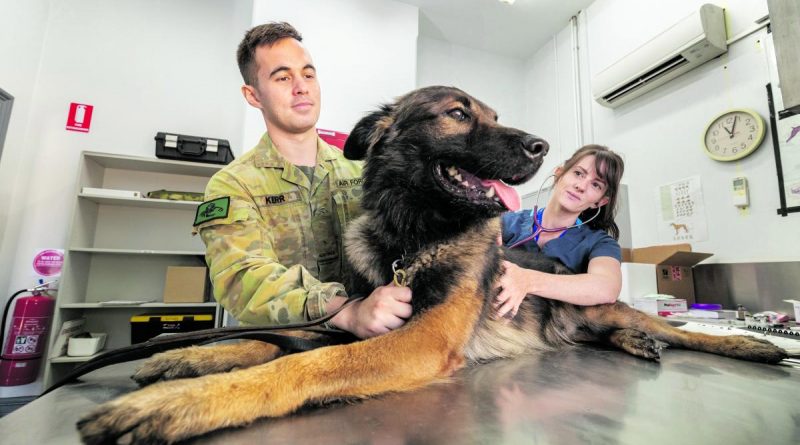Arin Collins, from Companion Animal Health Centre, checks Military Working Dog Ulf of No. 3 Security Forces Squadron as Handler Aircraftman Ian Kerr comforts Ulf. Story by Flight Lieutenant Rob Cochran and Flight Lieutenant Jessica Alder. Photo by Leading Aircraftman Stewart Gould.