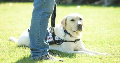 A Defence Community Dog visits Canberra to raise awareness of the Defence Community Dogs program.