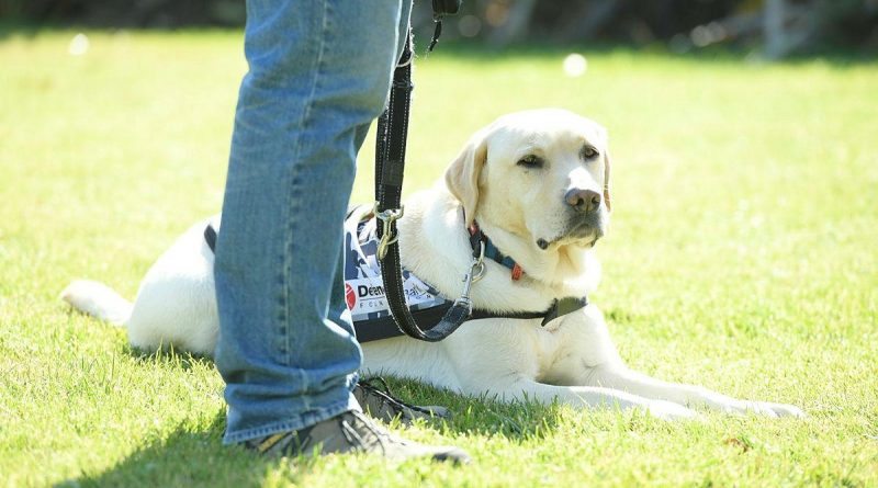 A Defence Community Dog visits Canberra to raise awareness of the Defence Community Dogs program.