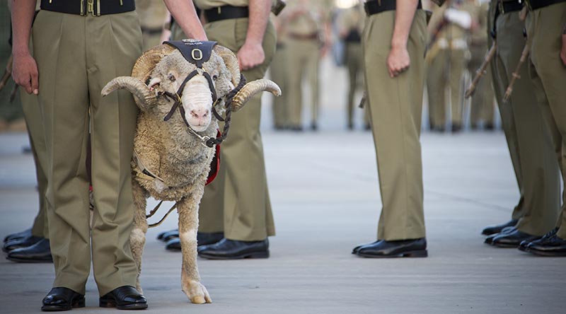 Battalion mascot, Corporal John MacArthur IV – aka ‘Stan the Ram’ – on parade to mark the 41st birthday of the Australian Army 8th/9th Battalion, Royal Australian Regiment, at Gallipoli Barracks in Brisbane. Photo by Corporal David Cotton.