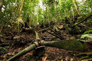 Wreckage from Catalina A24-50 lies scattered across a mountainside near Fakfak, Indonesia.