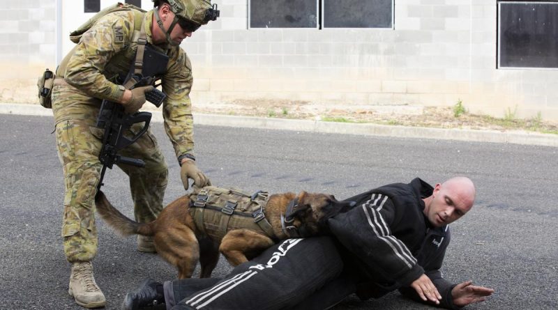 1st Military Police Battalion’s Private Alex Penfold and Police Working Dog Bella detain Lance Corporal Joshua Wilkinson while he wears a bite suit during Exercise Archibald at Wide Bay Training Area, Queensland. Story by Captain Evita Ryan. Photo by Sergeant Andrew Eddie.