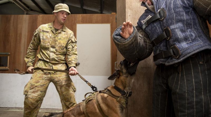 Private Carson Gardiner and Military Police Dog Petra from the 1st Military Police Battalion conduct a building clearance exercise at RAAF Security and Fire School, RAAF Base Amberley, Queensland. Story by Captain Evita Ryan. Photo by Leading Aircraftwoman Emma Schwenke.