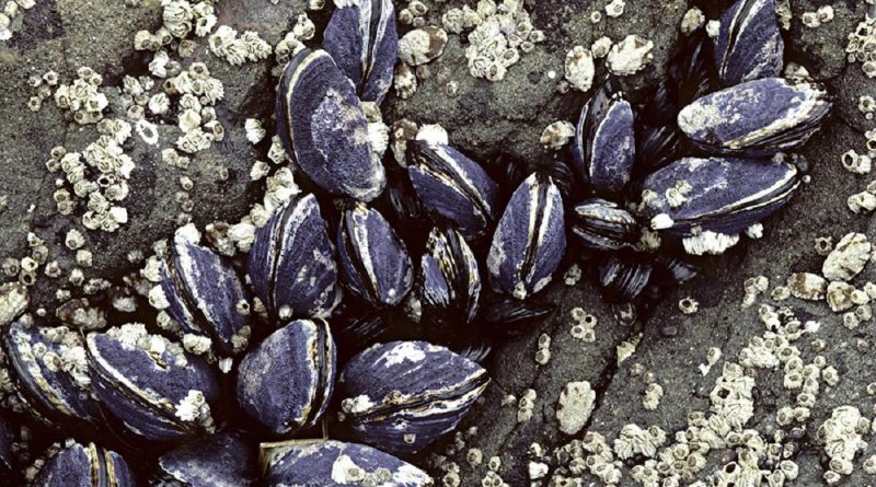 An adhesive inspired by marine molluscs was one of the promising joining innovations that has emerged from a competition. Story by Edwina Callus.