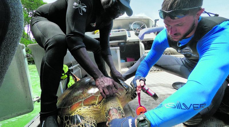 Able Seaman Ned Dibella takes measurements of a green sea turtle while taking part in a turtle conservation project. Story by Leading Seaman Kylie Jagiello.