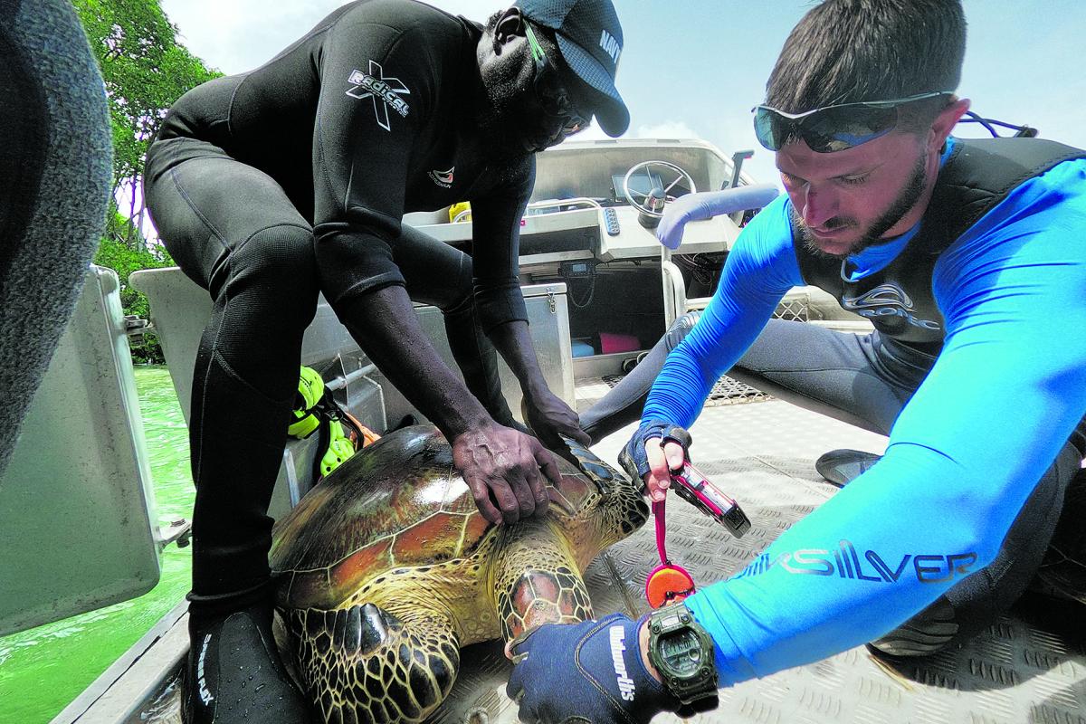 Navy aviation technician dives in to help turtles - CONTACT magazine