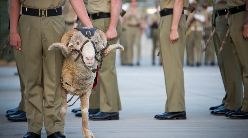 Battalion mascot, Corporal John MacArthur IV – "Stan the Ram" – during an 8/9RAR birthday parade at Gallipoli Barracks, Brisbane, on 31 October 2014. Photo by Corporal David Cotton.