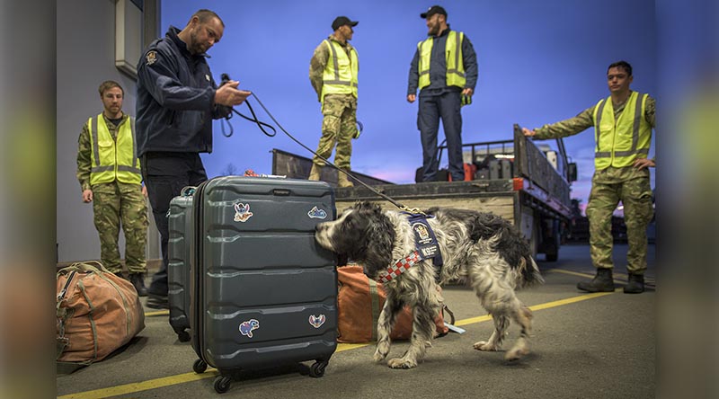 A customs dog team searches for explosives in at the International Antarctic Program terminal in Christchurch. This is the first NZ flight to the ice for the season 2022/23. NZDF photo by Corporal Sean Spivey.