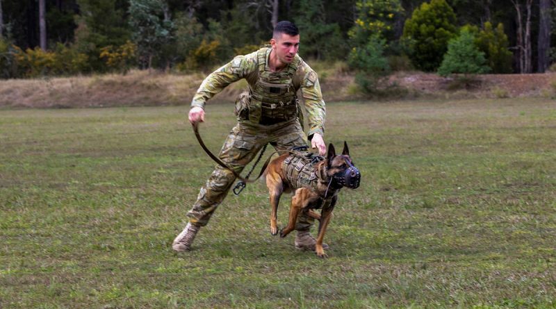 Private Stephen Kennedy and Military Police Dog Razor demonstrating a muzzle strike as one of their capabilities. Story and photo by Captain Thomas Kaye.