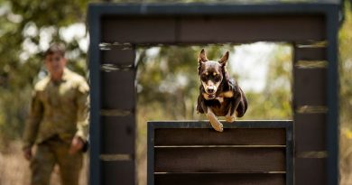 Explosive Detection Dog Archie from the 3rd Combat Engineer Regiment undergoes agility training on 20 September 2022 at Lavarack Barracks, Townsville. Story by Captain Diana Jennings. Photo by Brigadier Guy Sadler.