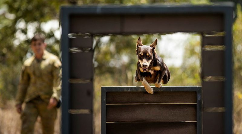 Explosive Detection Dog Archie from the 3rd Combat Engineer Regiment undergoes agility training on 20 September 2022 at Lavarack Barracks, Townsville. Story by Captain Diana Jennings. Photo by Brigadier Guy Sadler.