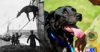 A horse being loaded onto a ship destained for war, and Sarbi 'the wonder dog'. Photos courtesy of the Shrine of Remembrance.