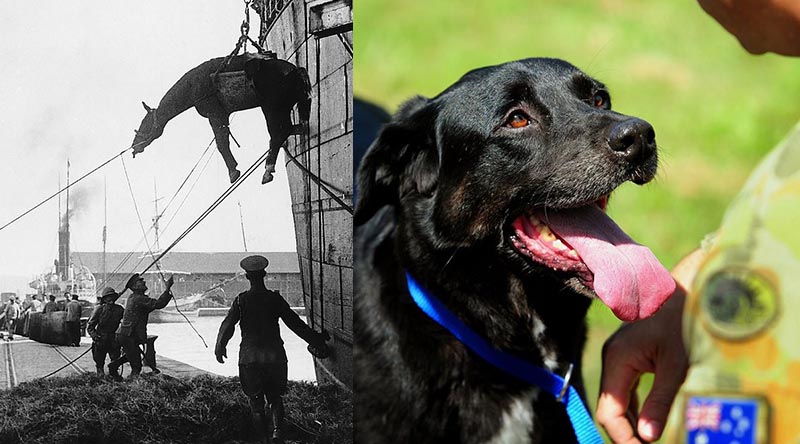 A horse being loaded onto a ship destained for war, and Sarbi 'the wonder dog'. Photos courtesy of the Shrine of Remembrance.