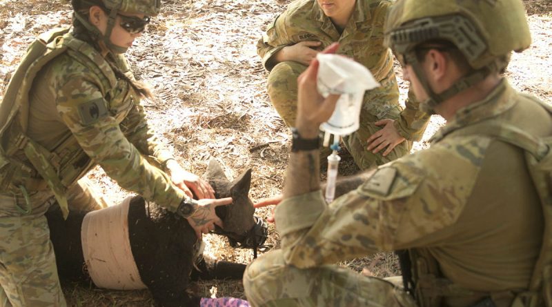 Army sappers from the 1st Combat Engineer Regiment and medics from the 1st Health Battalion practise critical first aid skills on the robotic training dog, Diesel during Canine Tactical Combat Casualty Care training. Story by Captain Annie Richardson. Photo by Signaller Kobi Rankin.