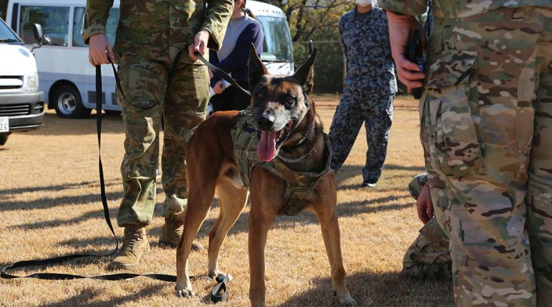 RAAF military working dog, Zlo, during the trilateral security forces subject matter expertise exchange at Iruma Air Base, Japan. Story by Flight Lieutenant Claire Campbell.