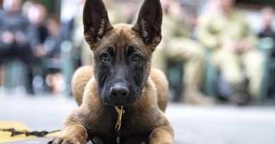 A keen-eyed pup participates in a working-dog seminar with the NZDF, other NZ-government dog agencies and overseas militaries.