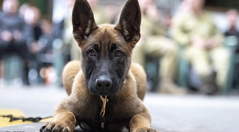 A keen-eyed pup participates in a working-dog seminar with the NZDF, other NZ-government dog agencies and overseas militaries.