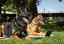 Commando canines honoured for service