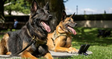 Retired Australian Army combat assault dogs Aslan, left, and Manic, of the 2nd Commando Regiment, receive the inaugural Australian Animal Distinguished Service Award at the Australian War Memorial. Story and photos by Corporal Jacob Joseph.