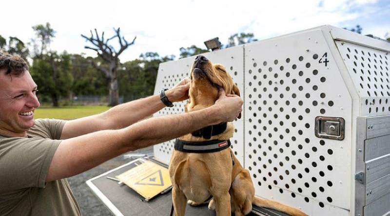 Sapper Dean Purcell and explosive detection dog Ledge before a morning run at the School of Military Engineering at Holsworthy. Story by Leading Seaman Nadav Harel.