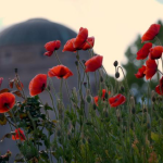 Keeping the memories alive Keeping the memories alive