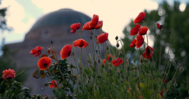 Poppies in front of the Australian War Memorial, Canberra. Photo by Andrew Green.