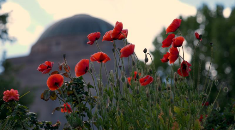 Poppies in front of the Australian War Memorial, Canberra. Photo by Andrew Green.