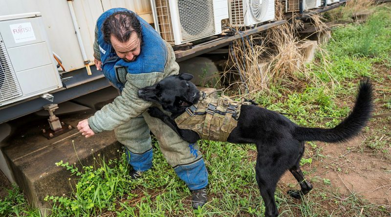 An Australian Army military working dog engages a professional K9 decoy during the Irondog K9 Adaptive Deployment Workshop at Rakula in the Northern Territory. Story by Lieutenant Colonel Carrie Robards. Photos by Captain Jeremy Wikner.
