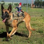 Alfie the Elf’s Christmas at RAAF Base Richmond