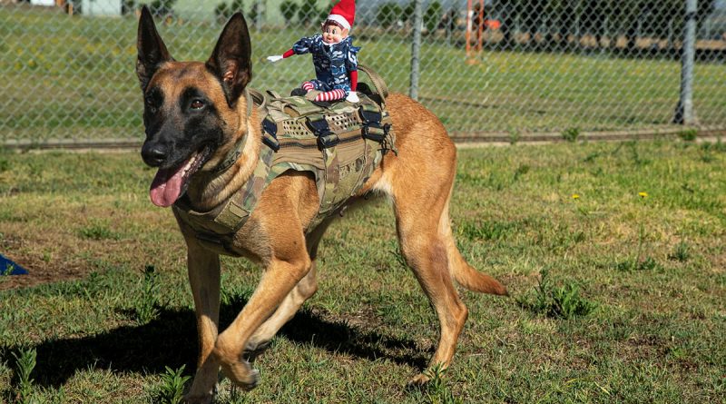 Alfie the Elf goes on patrol with military working dog Wilka from 22 Squadron at RAAF Base Richmond. Story by Flight Lieutenant Madeleine Magee. Photos by Aircraftwoman Grace Hanlon.