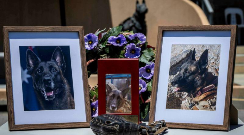 Combat assault dog, Fax, posthumously receives an Australian Animal Distinguished Service Medal at a ceremony at Special Air Service Regiment in Perth. Story by Major S.